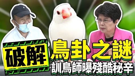 龜鳥卦破解|破解鳥卦之謎 訓鳥師曝殘酷秘辛